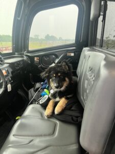Small dog sitting in a UTV