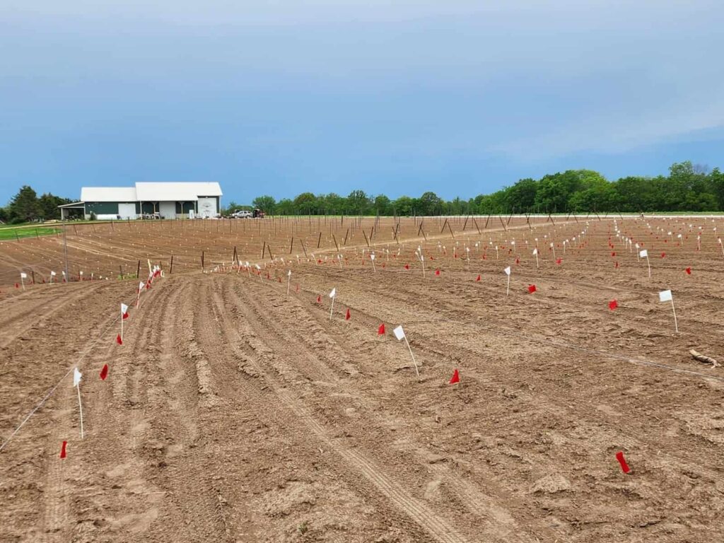 Shamrock Hills vineyard planting rows