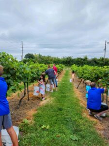 A group of parishioners picking grapes from the vineyards at Hosanna Lutheran Church