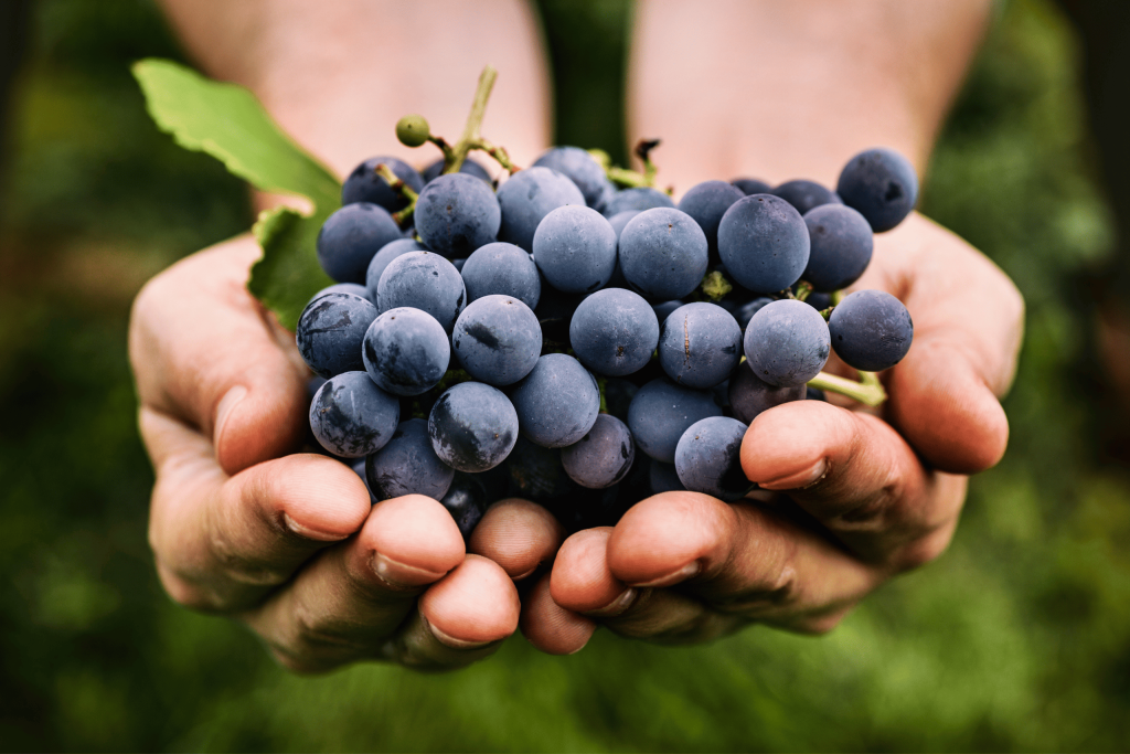 two white hands holding a dark purple grape bunch
